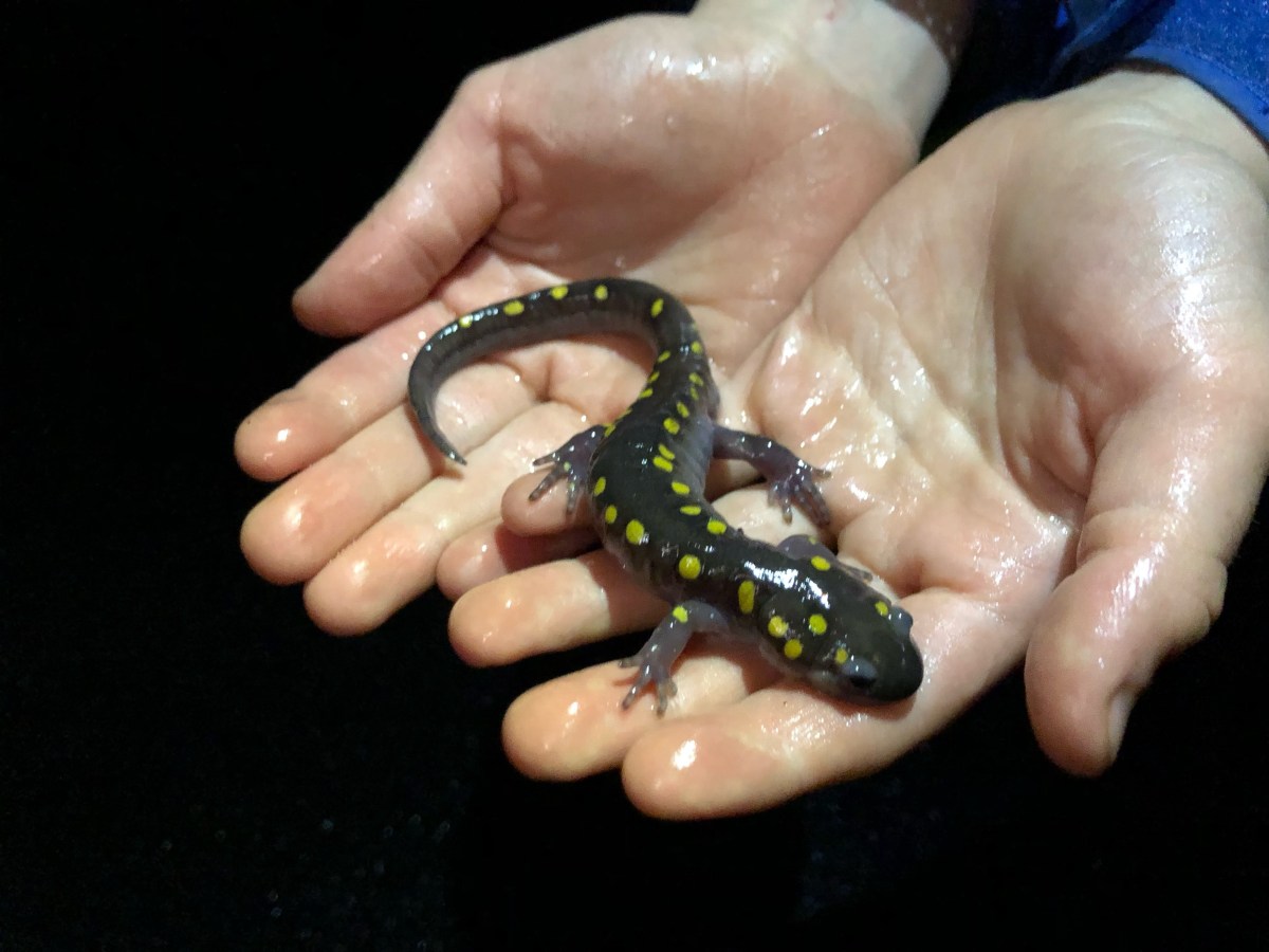 a person holding a small lizard in their hands.