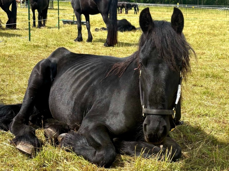 A black horse with a halter lies on dry grass in a fenced field, with other black horses standing in the background.