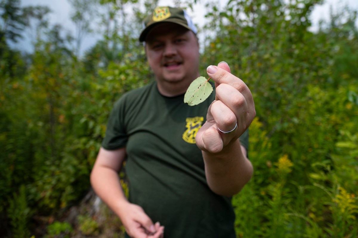A person in a green shirt and cap holds up a small green leaf with holes while standing outdoors among green foliage.