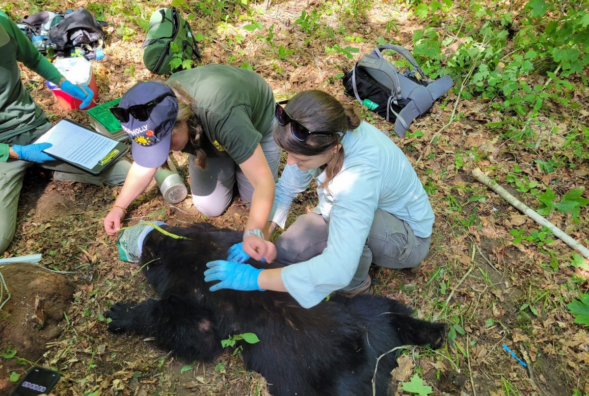 Two people and a black bear in the woods.